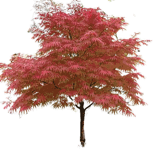 Fireglow Japanese Maple with a full canopy of deep crimson autumn leaves