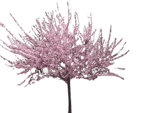 Flowering Almond, a small tree covered in soft pink blossoms in early spring