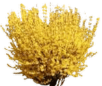Forsythia shrub in full bright yellow bloom in early spring
