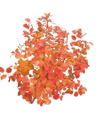 Fothergilla shrub turning fiery orange and red in fall