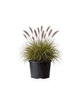 Fountain Grass in a container with arching plumes catching the light