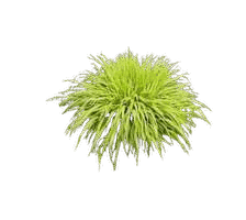 Japanese Forest Grass forming a soft cascading mound of chartreuse blades