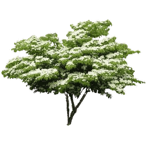 Kousa Dogwood, a spreading tree with tiers of white spring flowers