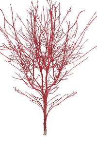 Sango Kaku Japanese Maple bare in winter, showing bright coral-red branches