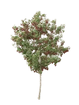 Tatarian Maple Hot Wings, a compact tree with bright red winged seeds in summer