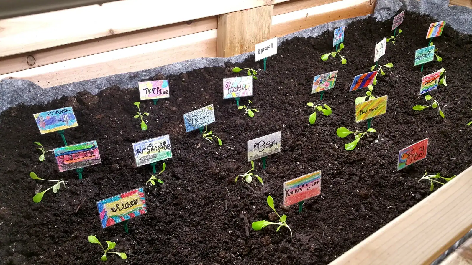 Raised classroom garden bed with soft fertile soil and colourful name tags marking planted seeds