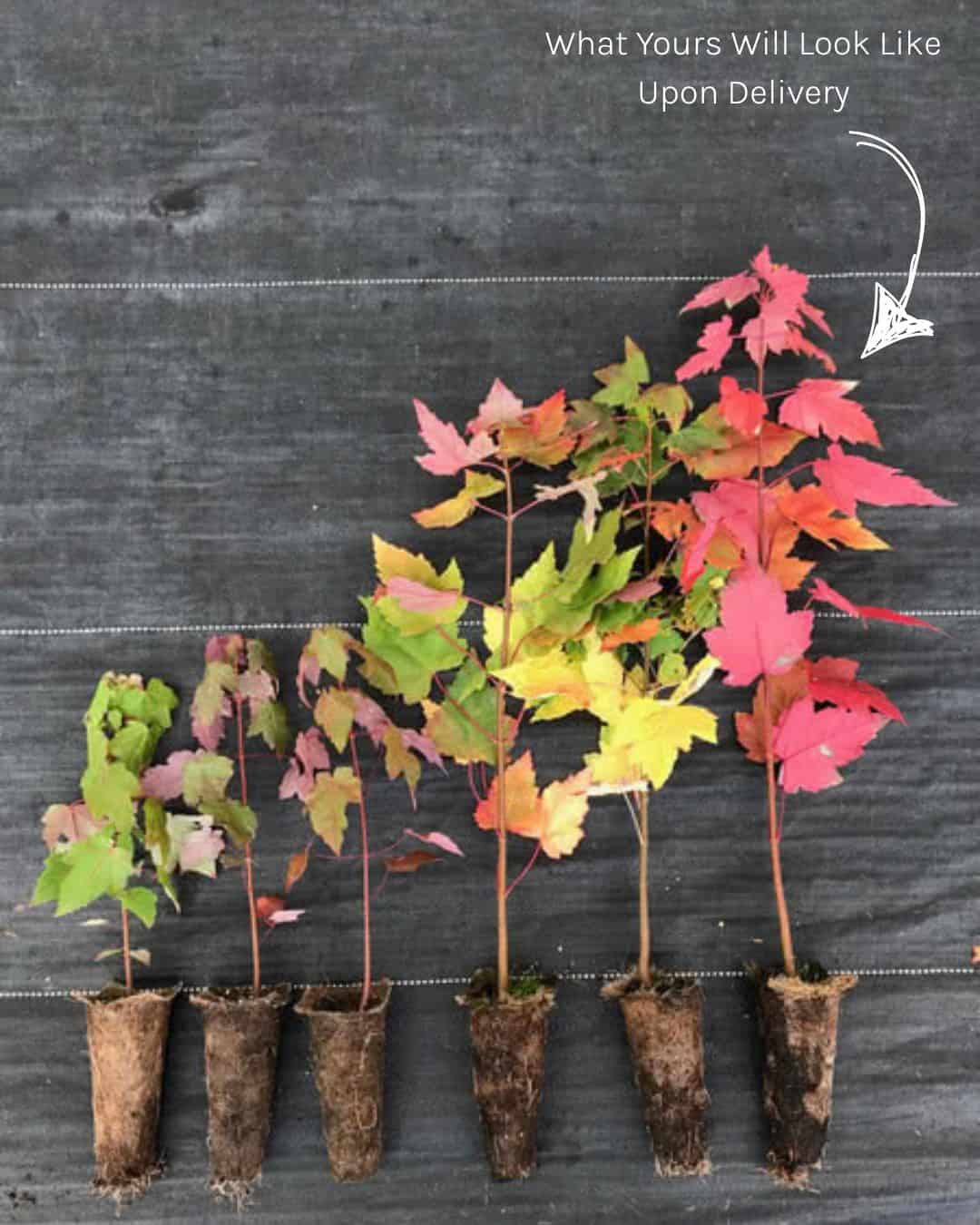 Six red maple saplings at varying stages of early growth, displayed side by side to show progression in height and fall colour.