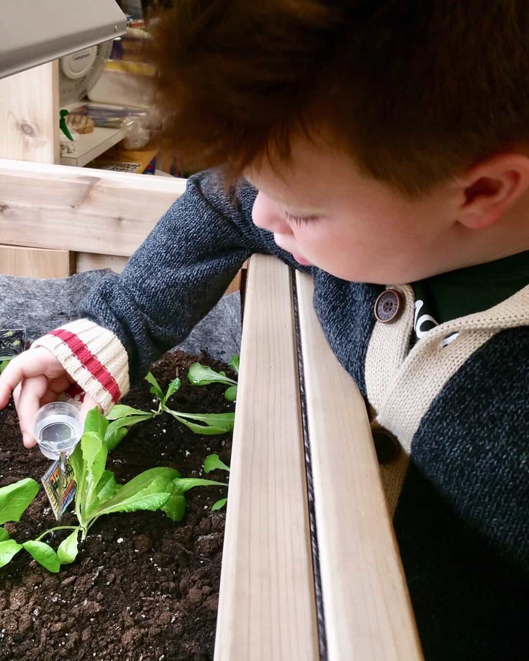 Grade 4 student carefully watering buttercrunch lettuce plants in a Junior Green Thumbs classroom garden bed