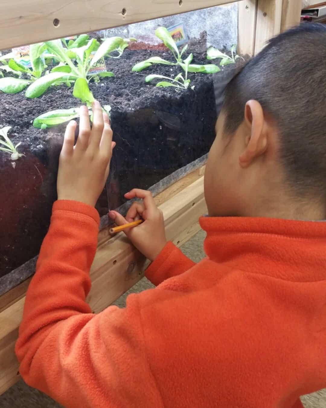 A Grade 5 Student measures the visible lettuce root in the observation window of the pilot garden. Junior Green Thumbs program is fully aligned with Ontario curriculum.