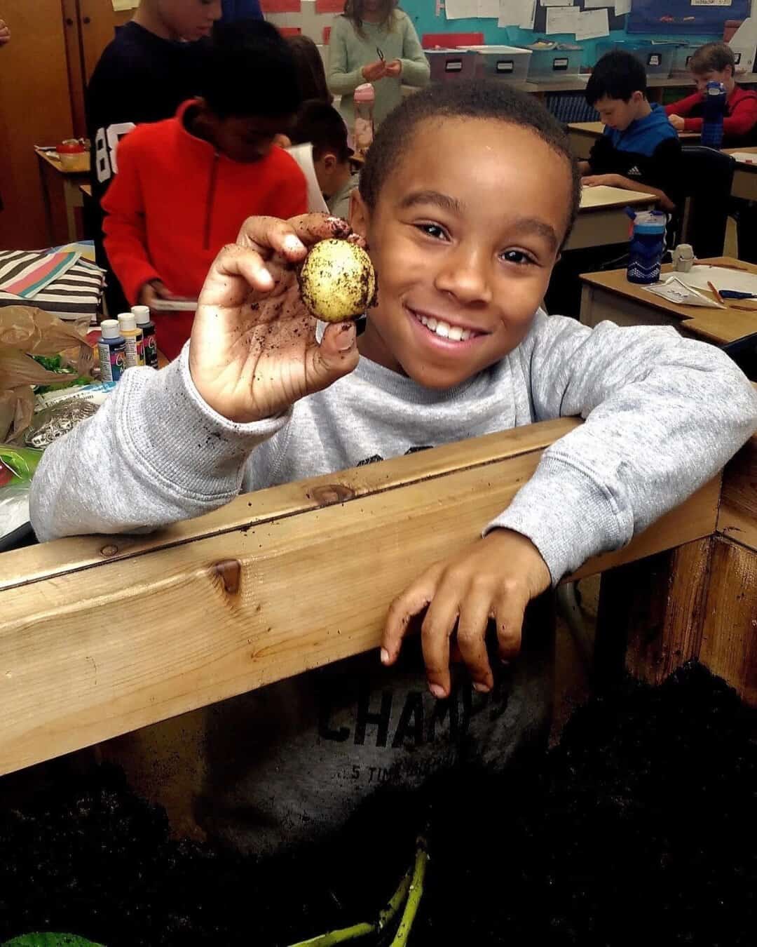 Smiling student holding a freshly harvested potato grown in a Junior Green Thumbs classroom garden bed