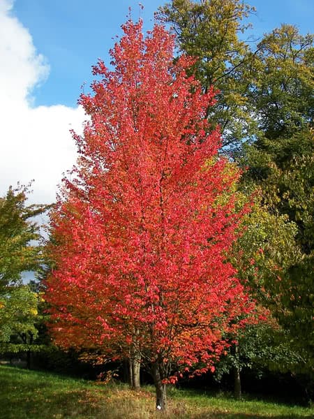A mature red maple tree with brilliant red foliage, approximately 10 years old, standing tall in a mixed tree landscape.