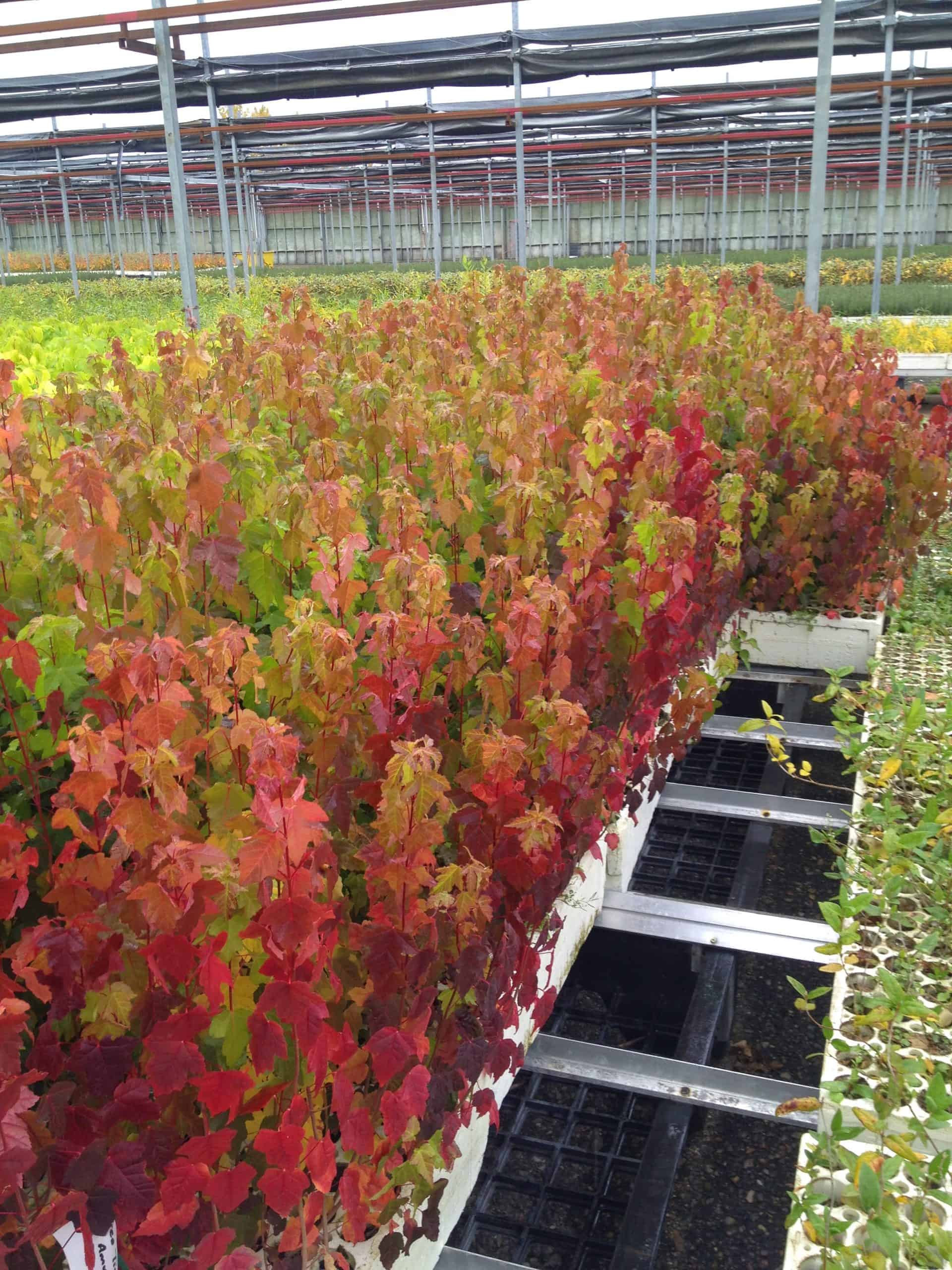 Rows of red maple saplings displaying vibrant fall colour inside a commercial greenhouse nursery.