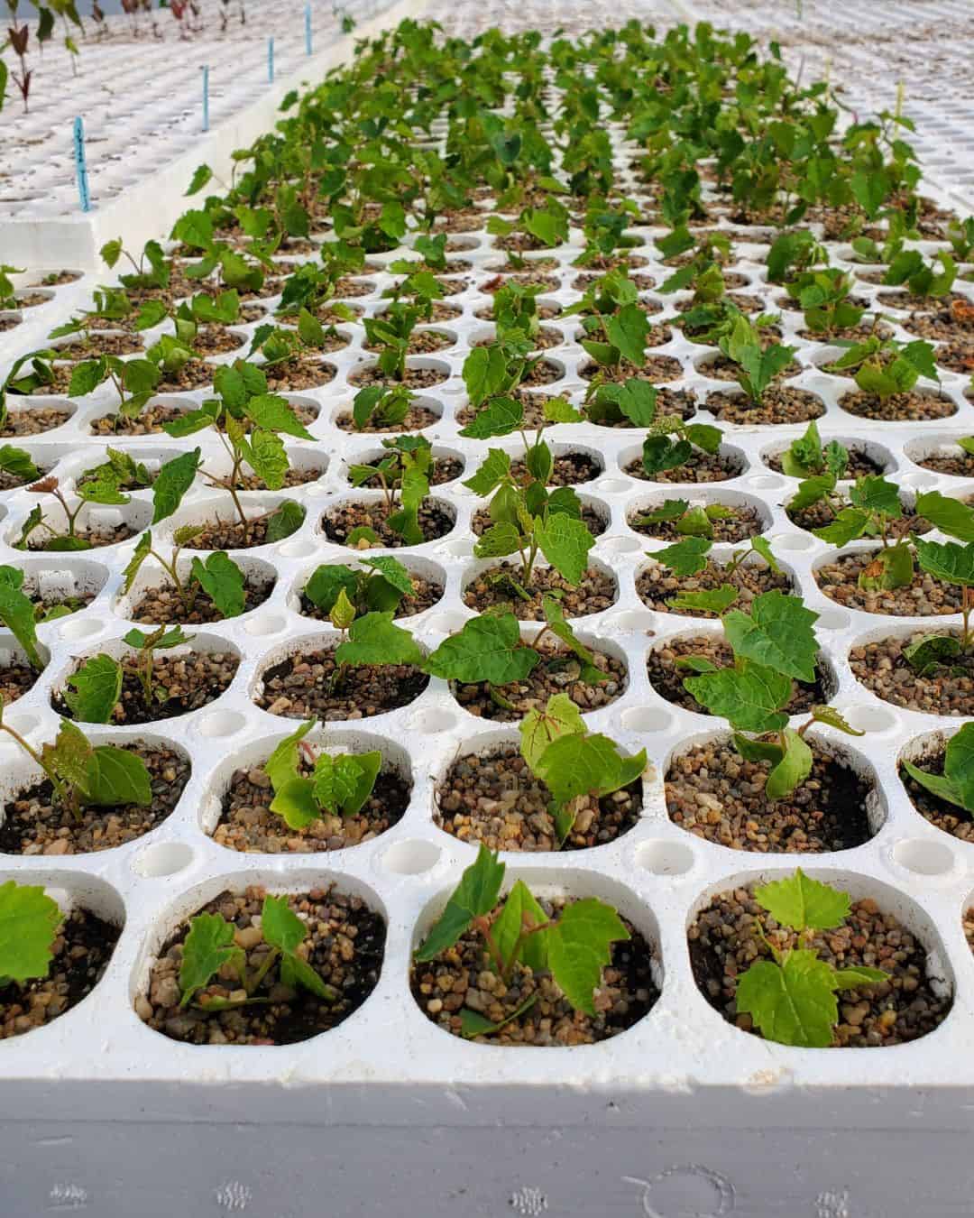 Early-stage red maple seedlings in white plug trays as part of the Sutton Red Maple Tree Campaign propagation process.