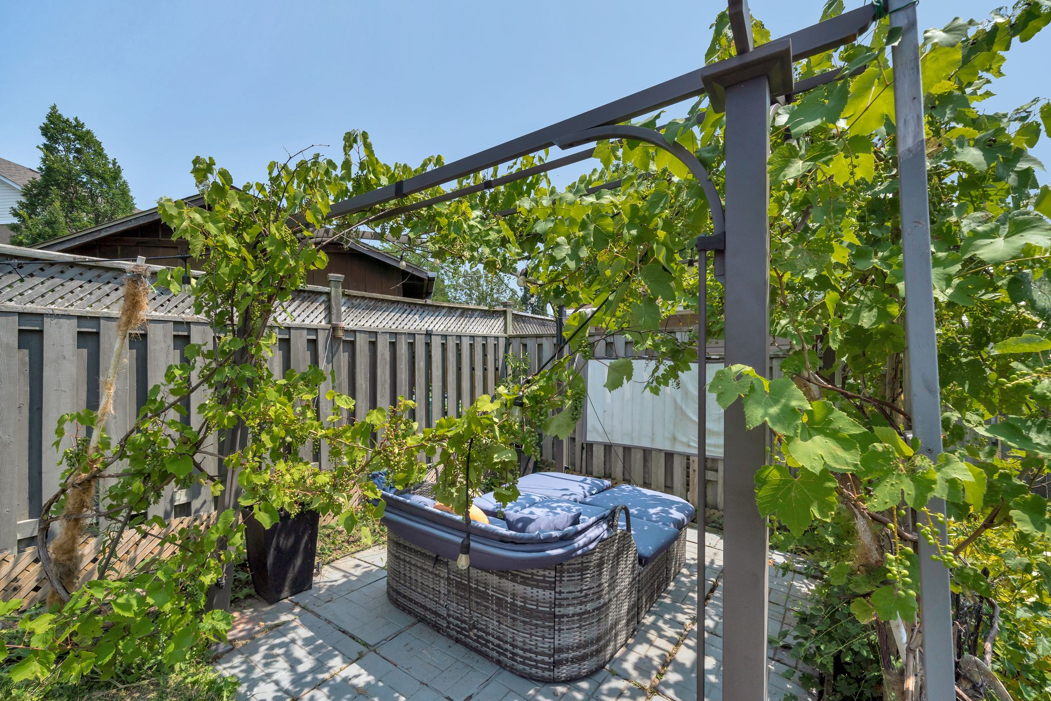 1509 Grandview St N Oshawa Grape Vines